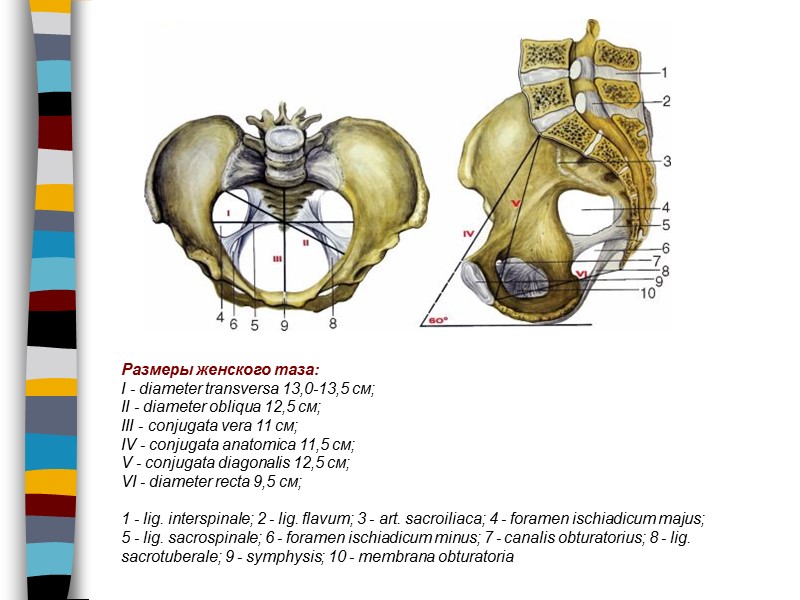 Размеры женского таза: I - diameter transversa 13,0-13,5 см;  II - diameter obliqua